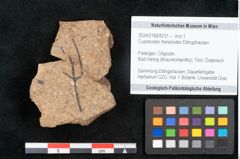 Foto (Objekt + Etikett) von Cupressites freneloides Ettingshausen (NHMW-GEO-2024-0188-8231)